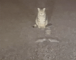 Cat GIF