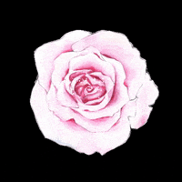 Rose GIF by loverosecosmetics
