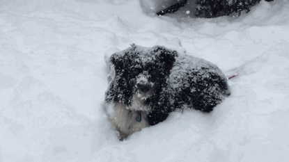 Cold Snow GIF - Find & Share on GIPHY