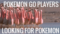 looking for pokemon GIF