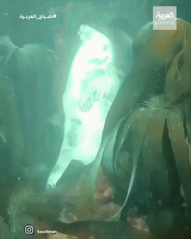 Seal GIF
