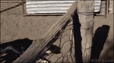 happy bar GIF