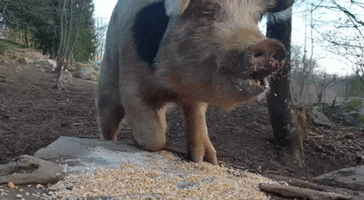 Piggy GIF by Le Monteil Revolution