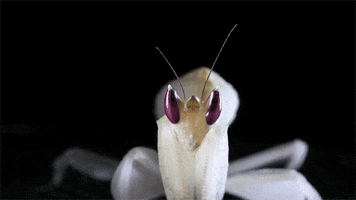 religion insects GIF by Digg
