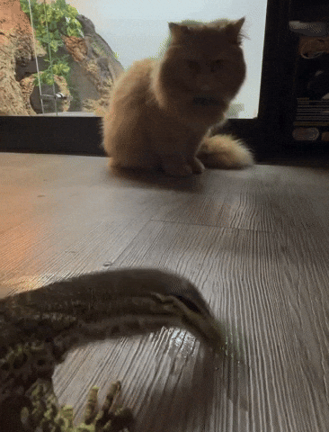 Monitor Lizard Cat GIF