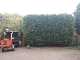 Conifer Hedge Removal Ratcliffe On Trent Nottingham Tidy Trees GIF