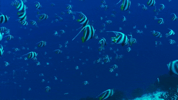 WeAreWater ocean crowd underwater maldives GIF