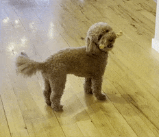 Dog Puppy GIF by Laura's Real Estate Group