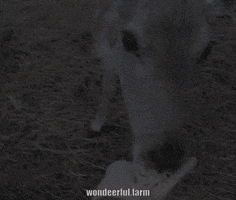 Deer Cute Animals GIF by Wondeerful farm