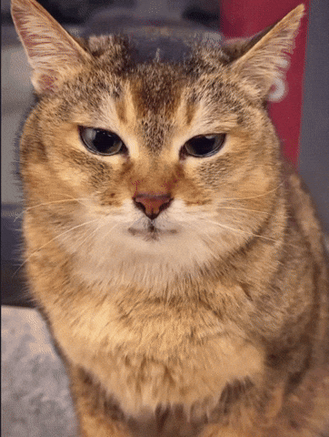 Cat Alpha GIF