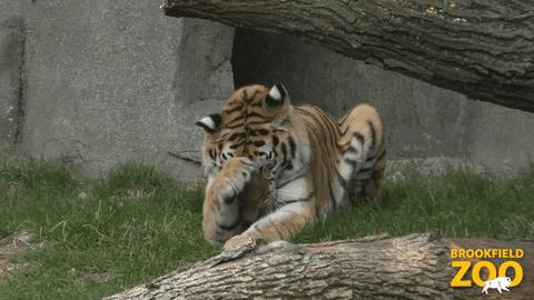 Big Cat GIF by Brookfield Zoo