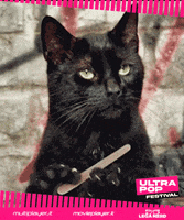 Black Cat GIF by Multiplayer.it