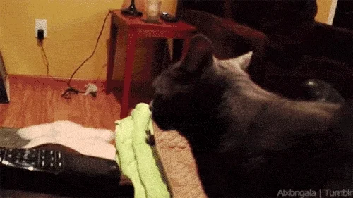 What Is It Cat GIF