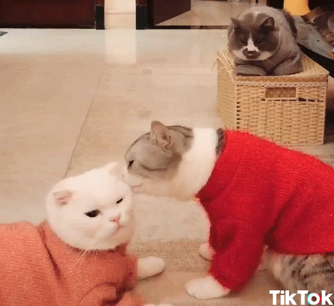 Third Wheel What GIF by TikTok - Find & Share on GIPHY