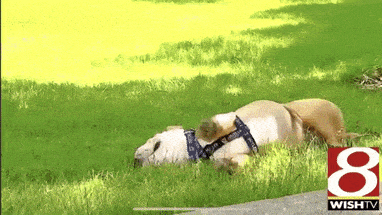 Why Do Dogs Eat Grass? 🌱