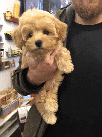Cute-dog-with-pinup GIFs - Get the best GIF on GIPHY