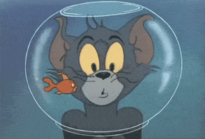 tom and jerry fish GIF