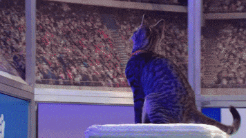 Football Cats GIF by Hallmark Channel
