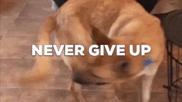 Never Give Up Reaction GIF by Best Friends Animal Society