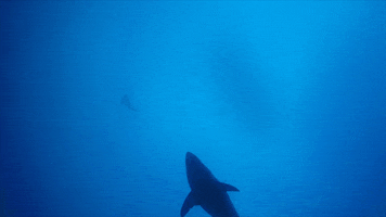 Shadow Legend Of Deep Blue GIF by Shark Week