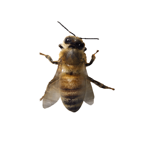 Sticker by Bee_nfluencer