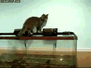 Fish Tank Cat GIF by Cheezburger