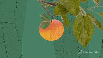 Animation Fruits GIF by The Explainer Studio