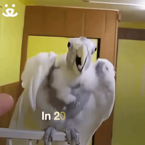 Bird Reaction GIF by Best Friends Animal Society