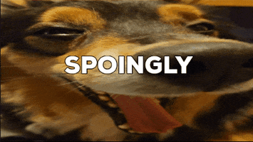 Spoingly GIF