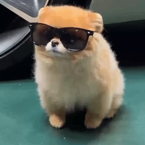 Cool Dog Chill GIF