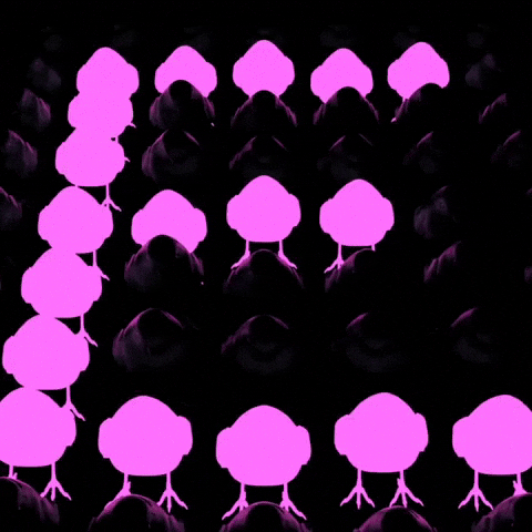 Brrd GIF