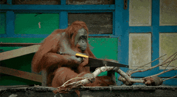 Wild GIF