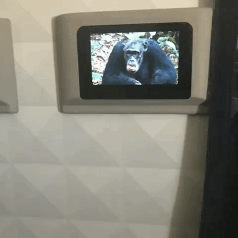 nickgallo  GIF