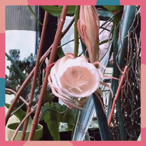 Time Lapse Flowers GIF by The3Flamingos