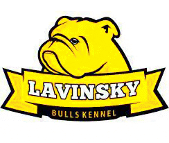 LAVINSKY BULLS GIF