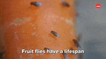 Fruit Flies Election GIF by BuzzFeed