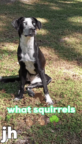 Blue Heeler Dogs GIF