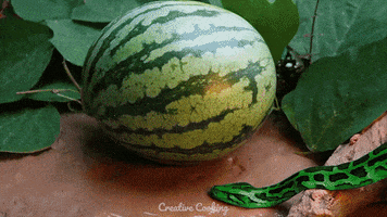 Stop Motion Watermelon GIF by CreativeCooking