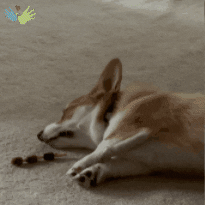 Dogs What GIF by Williams Syndrome Association