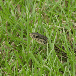 Snake In The Grass GIF