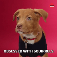 squirrel up gif