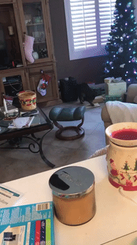 'Can I Open it Miaow?': Kitty Paws at Wrapped Christmas Gift