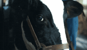 Stare Cow GIF by Philadelphia Cream Cheese