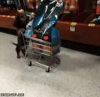 puppy shopper GIF