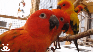Kiss You Love GIF by Best Friends Animal Society