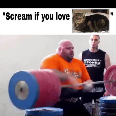 Cat GIF