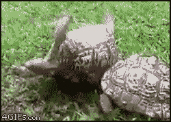 turtle helping GIF