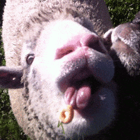Sheep Lamb GIF by Head Like an Orange - Find & Share on GIPHY