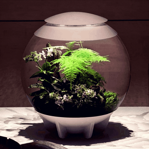 Sticker Plant GIF by AquariumMe