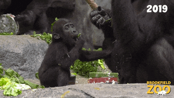 Food Eating GIF by Brookfield Zoo